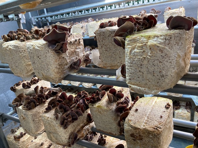 天日干し ぷりぷり乾燥きくらげ(200g)愛媛県産【ビルドM】 | 愛媛いい